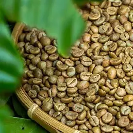 Robusta screen15